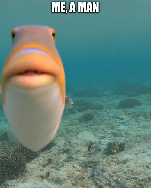 staring fish | ME, A MAN | image tagged in staring fish | made w/ Imgflip meme maker