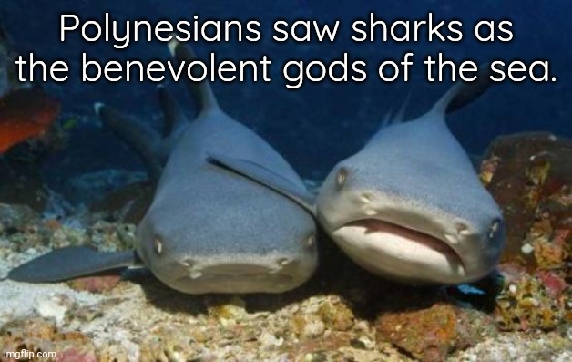 They don't actually kill that many people. |  Polynesians saw sharks as the benevolent gods of the sea. | image tagged in empathetic shark,sacred  animal,bad,reputation | made w/ Imgflip meme maker