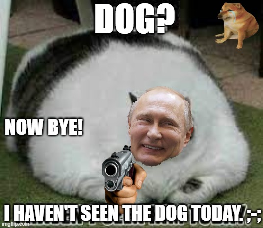 I haven't seen the dog! | DOG? NOW BYE! I HAVEN'T SEEN THE DOG TODAY. ;-; | image tagged in cat,funny | made w/ Imgflip meme maker