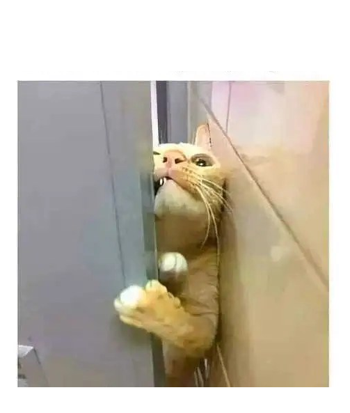 High Quality Cat squeezing Blank Meme Template