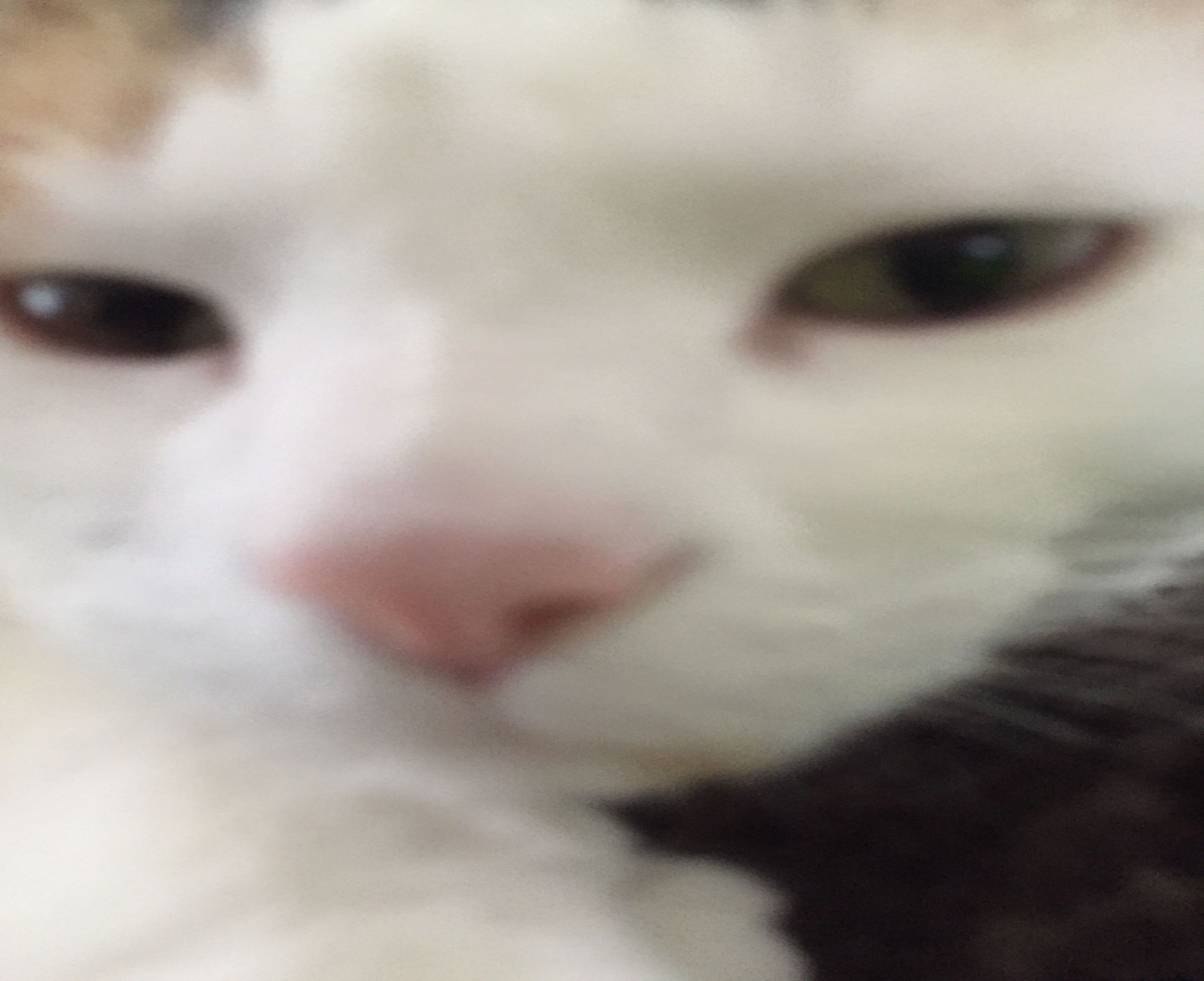 High Quality cat camera Blank Meme Template