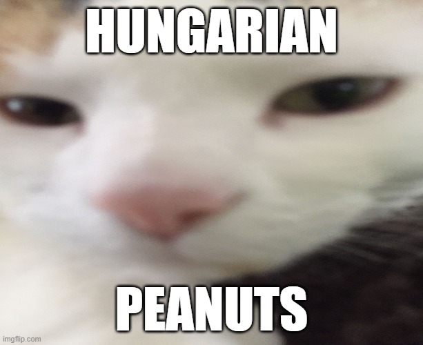 Hungarian Peanuts | HUNGARIAN; PEANUTS | image tagged in cat camera | made w/ Imgflip meme maker