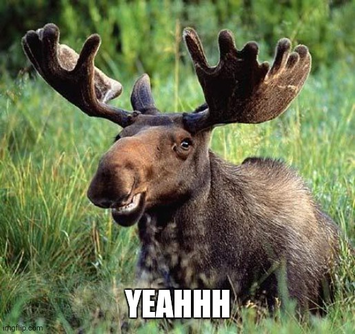 Smiling moose | YEAHHH | image tagged in smiling moose | made w/ Imgflip meme maker