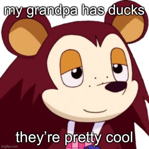 idk where they are | my grandpa has ducks; they’re pretty cool | made w/ Imgflip meme maker