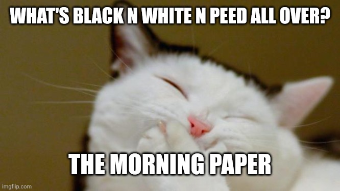 Laughing Cat | WHAT'S BLACK N WHITE N PEED ALL OVER? THE MORNING PAPER | image tagged in laughing cat | made w/ Imgflip meme maker