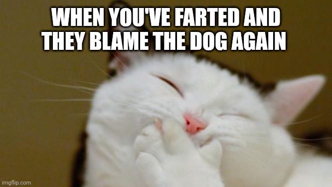 Laughing Cat | WHEN YOU'VE FARTED AND THEY BLAME THE DOG AGAIN | image tagged in laughing cat | made w/ Imgflip meme maker