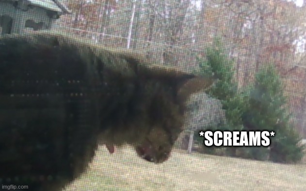 *SCREAMS* | made w/ Imgflip meme maker