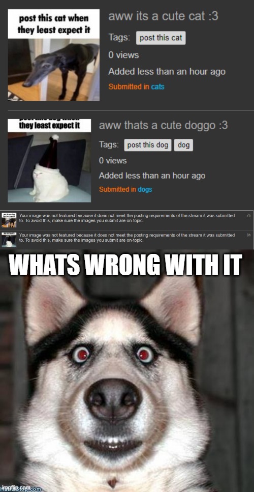 WHATS WRONG WITH IT | image tagged in scared dog,msmg | made w/ Imgflip meme maker