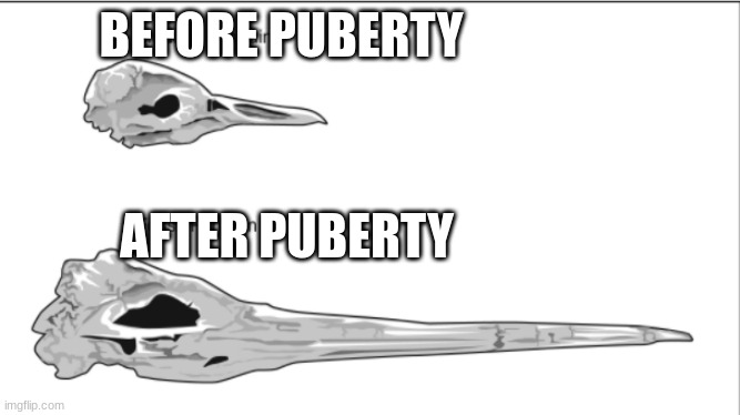 this is for the bois | BEFORE PUBERTY; AFTER PUBERTY | image tagged in funny memes | made w/ Imgflip meme maker