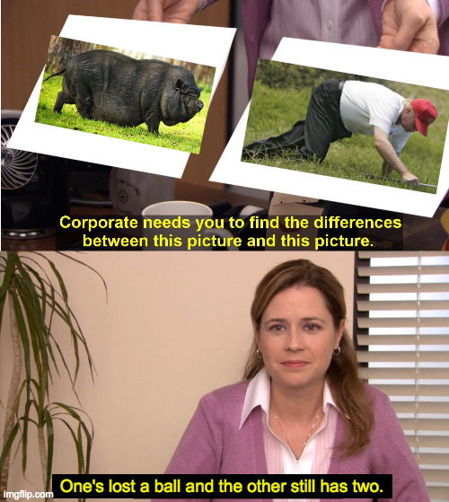 They're both potbelly pigs. | One's lost a ball and the other still has two. | image tagged in memes,they're the same picture,with apologies to potbelly pigs,trump | made w/ Imgflip meme maker