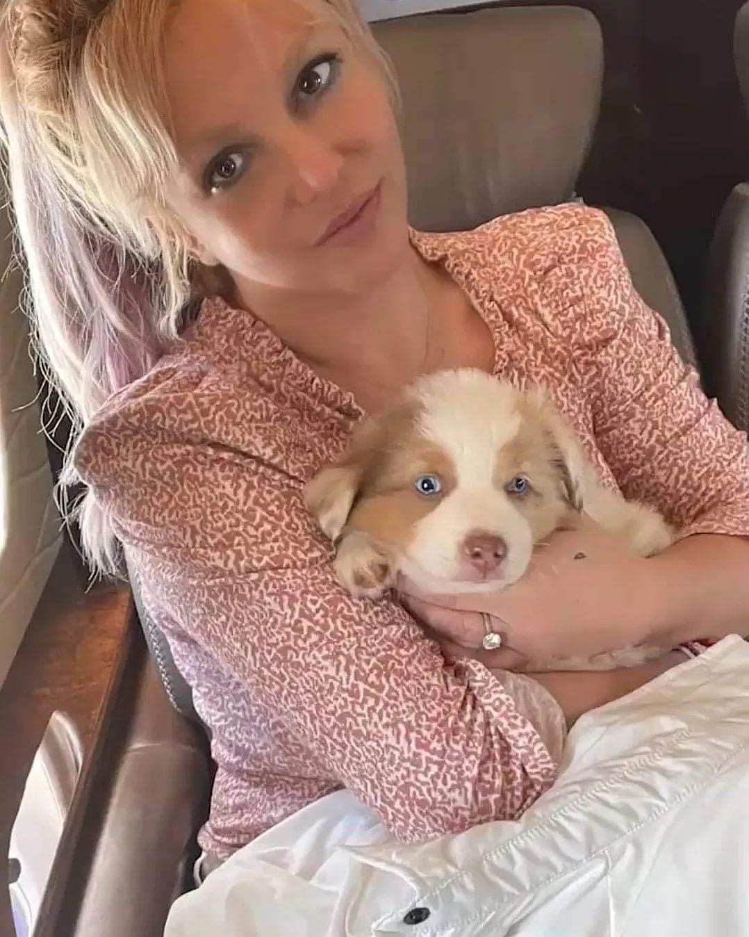 Britney Spears dog Blank Meme Template