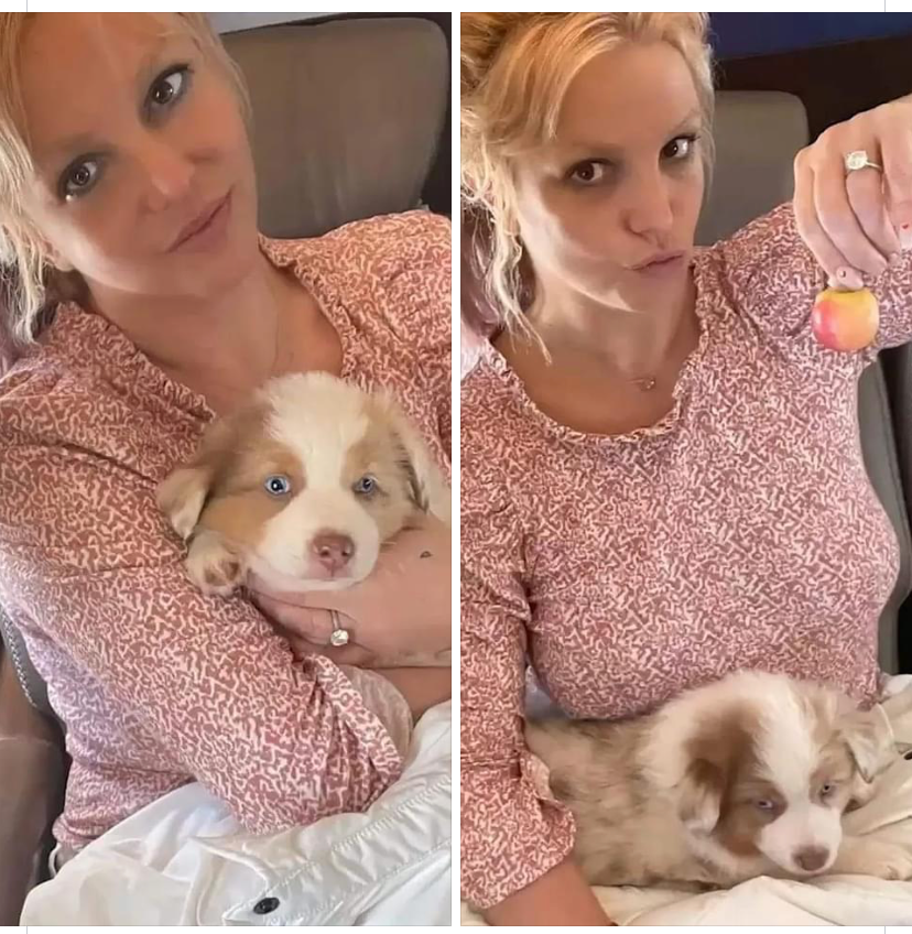 High Quality Britney Spears dog Blank Meme Template