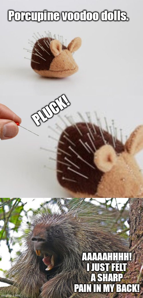 Porcupine voodoo doll | Porcupine voodoo dolls. PLUCK! AAAAAHHHH! I JUST FELT A SHARP PAIN IN MY BACK! | image tagged in porcupine | made w/ Imgflip meme maker
