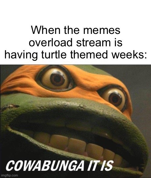 Turtles I like | When the memes overload stream is having turtle themed weeks: | image tagged in cowabunga it is,oh wow are you actually reading these tags,turtle,teenage mutant ninja turtles | made w/ Imgflip meme maker