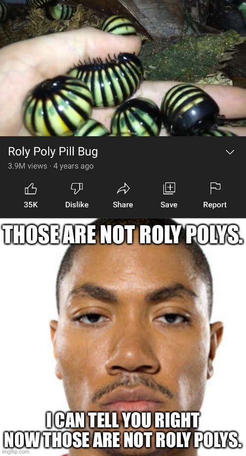 THOSE ARE NOT ROLY POLYS. I CAN TELL YOU RIGHT NOW THOSE ARE NOT ROLY POLYS. | image tagged in cry about it | made w/ Imgflip meme maker