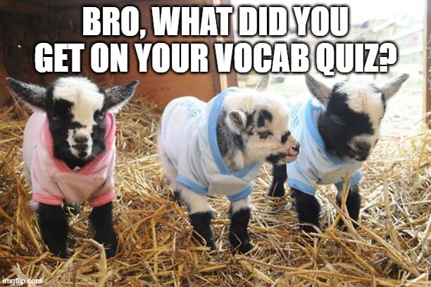 Baby goats | BRO, WHAT DID YOU GET ON YOUR VOCAB QUIZ? | image tagged in quiz,school,grades,students,baby goats | made w/ Imgflip meme maker