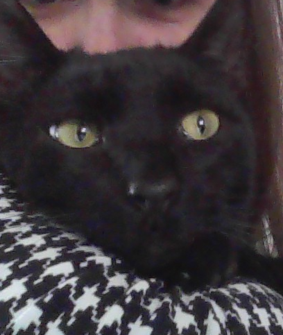 joe the cat Blank Meme Template