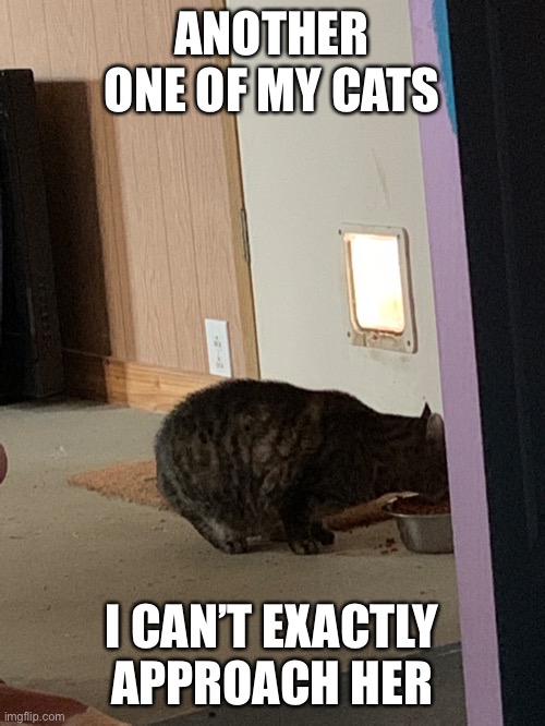 M e o w | ANOTHER ONE OF MY CATS; I CAN’T EXACTLY APPROACH HER | image tagged in cats | made w/ Imgflip meme maker