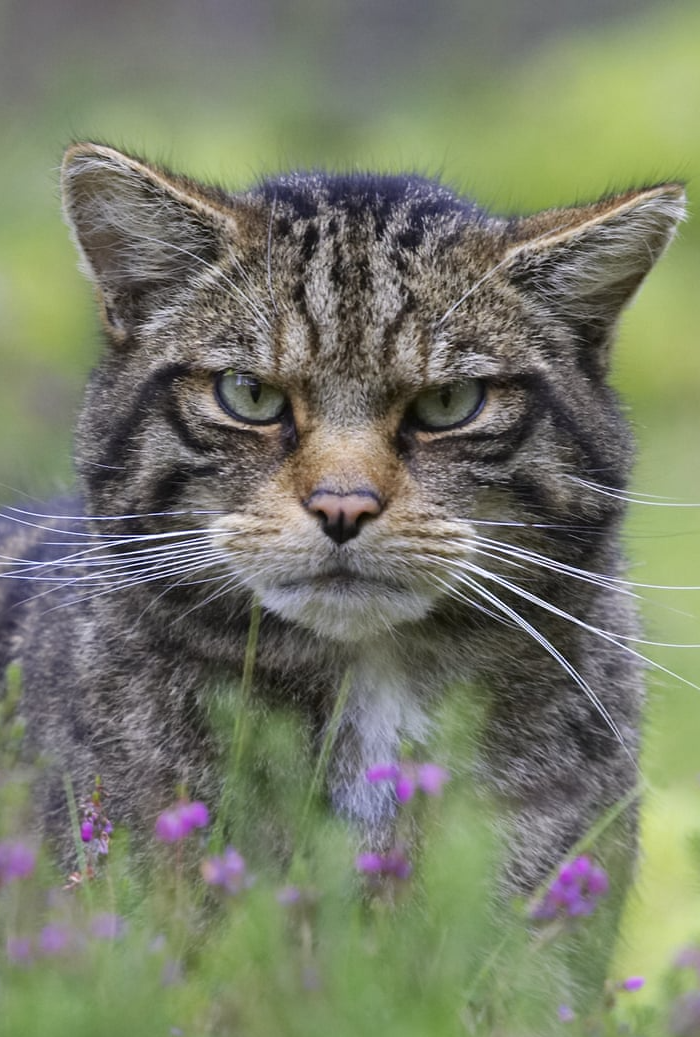 Judgemental wildcat Blank Meme Template