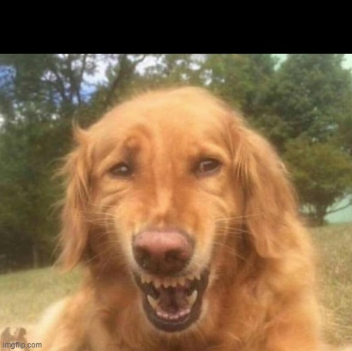 Fake Laugh Dog | image tagged in fake laugh dog | made w/ Imgflip meme maker