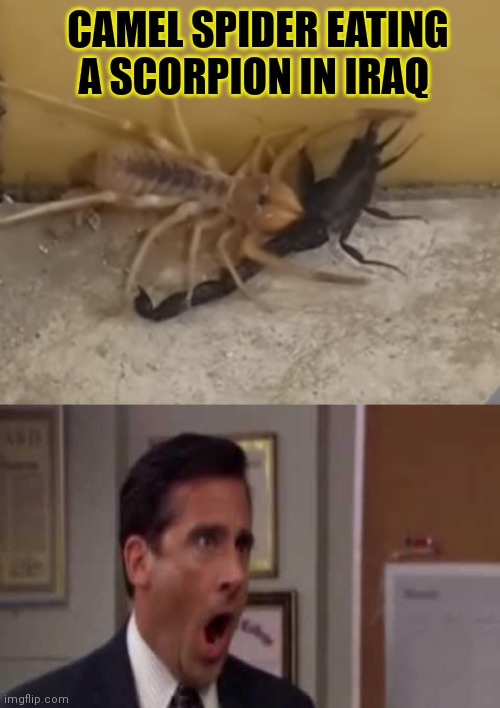 No no no no no no | CAMEL SPIDER EATING A SCORPION IN IRAQ | image tagged in no god no god please no,oh no,giant,spider,camel spider | made w/ Imgflip meme maker