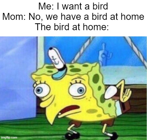 Mocking Spongebob | Me: I want a bird
Mom: No, we have a bird at home
The bird at home: | image tagged in memes,mocking spongebob | made w/ Imgflip meme maker