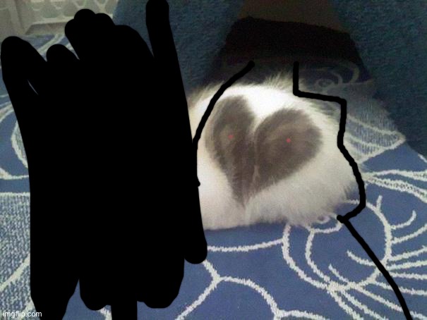 cute cat heart | image tagged in cute cat heart | made w/ Imgflip meme maker