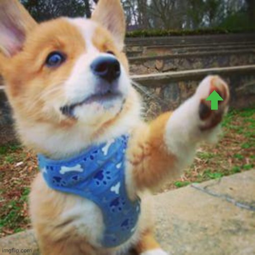 puppy corgi | image tagged in puppy corgi | made w/ Imgflip meme maker