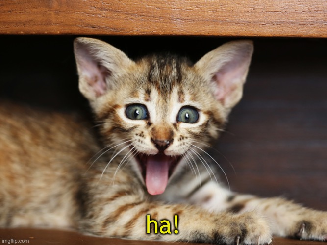 ha! | made w/ Imgflip meme maker