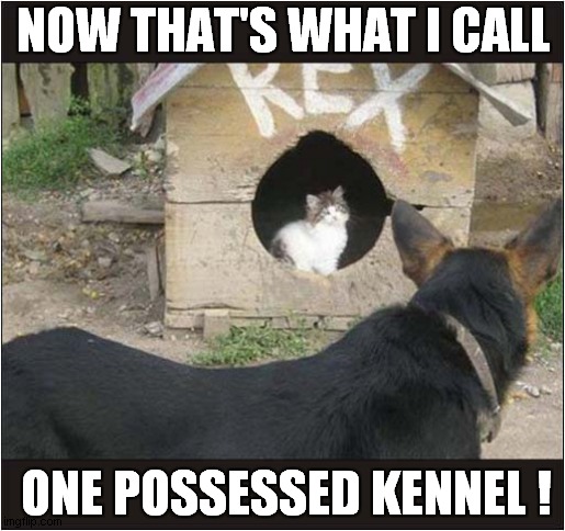 This Is My House Now ! | NOW THAT'S WHAT I CALL; ONE POSSESSED KENNEL ! | image tagged in cats,kitten,dog,kennel,possessed | made w/ Imgflip meme maker