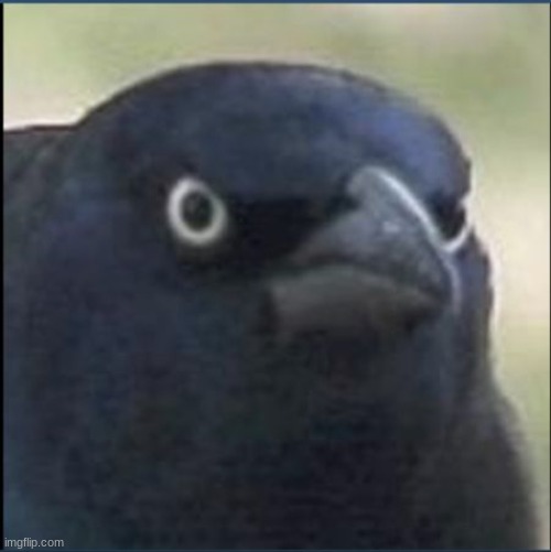angry crow | image tagged in angry crow | made w/ Imgflip meme maker