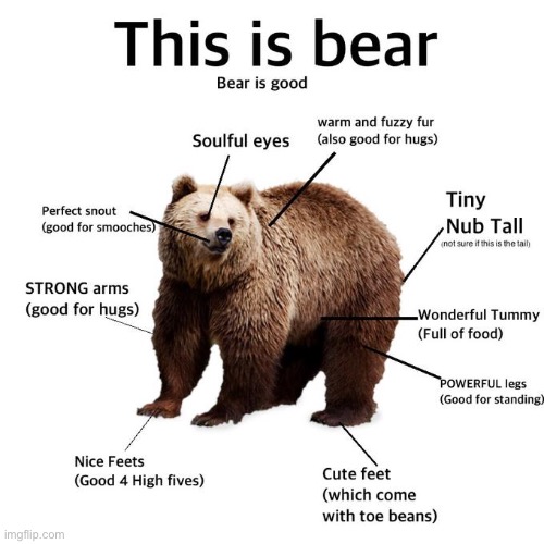 THE BEAR APPEARS | image tagged in bear | made w/ Imgflip meme maker