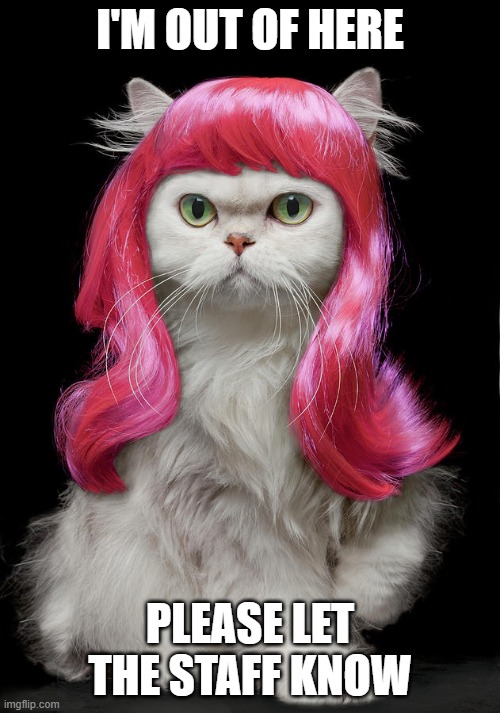 DIVA KITTY | I'M OUT OF HERE; PLEASE LET THE STAFF KNOW | image tagged in diva kitty | made w/ Imgflip meme maker