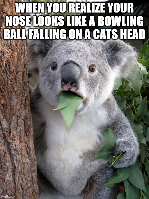 Surprised Koala Meme |  WHEN YOU REALIZE YOUR NOSE LOOKS LIKE A BOWLING BALL FALLING ON A CATS HEAD | image tagged in memes,surprised koala | made w/ Imgflip meme maker