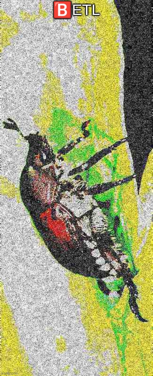Idk what the title should be | 🅱️ETL | image tagged in deep fried,beetle | made w/ Imgflip meme maker