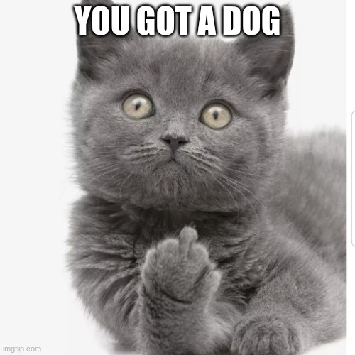 no dogs! | YOU GOT A DOG | image tagged in cat flipping off | made w/ Imgflip meme maker