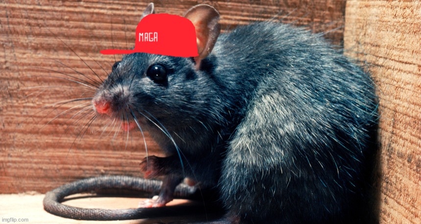 Make Ailments Great Again! | image tagged in plague,rat,maga,cuddly,spreader,virus | made w/ Imgflip meme maker