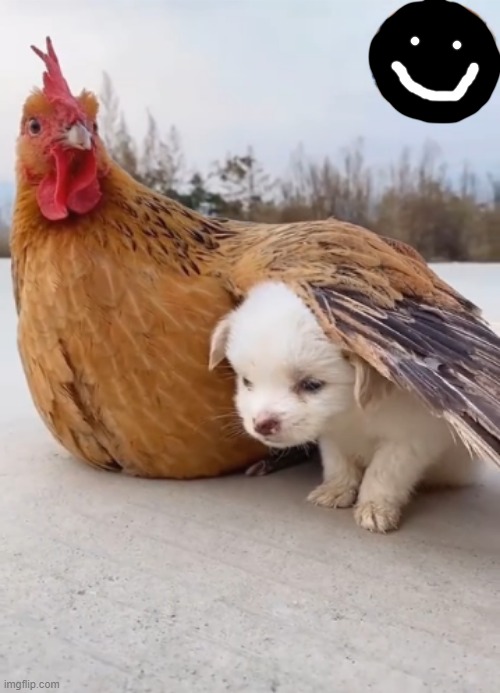 doggo with chicken :D | image tagged in memes,dog,chicken | made w/ Imgflip meme maker