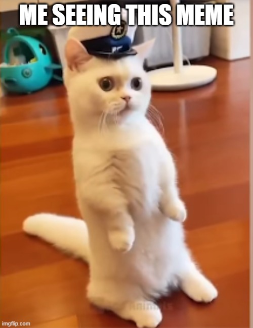 commander | ME SEEING THIS MEME | image tagged in commander | made w/ Imgflip meme maker