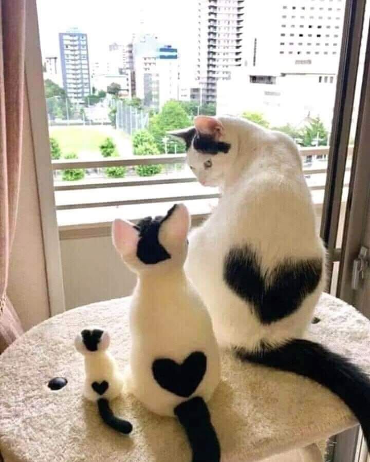 High Quality heart cat Blank Meme Template