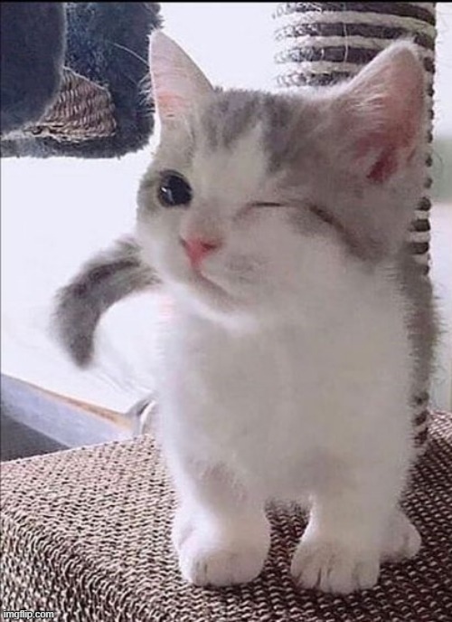 *wink* | image tagged in cat,meow | made w/ Imgflip meme maker