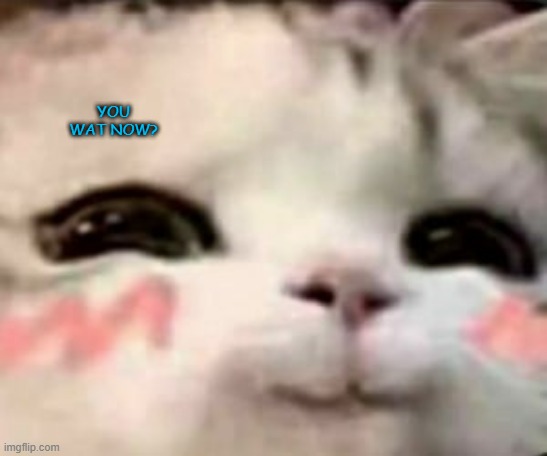 new tamp :D | YOU WAT NOW? | image tagged in cute cat | made w/ Imgflip meme maker