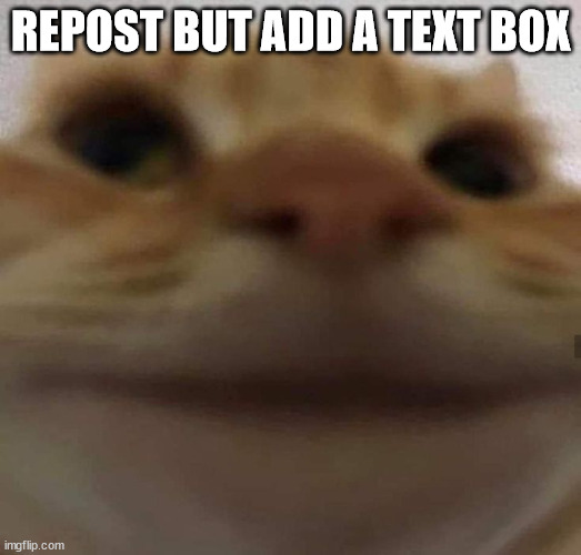 awkward cat | REPOST BUT ADD A TEXT BOX | image tagged in awkward cat | made w/ Imgflip meme maker