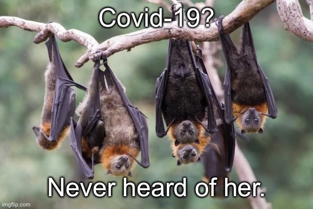Bats Shrugging Upside Down | Covid-19? Never heard of her. | image tagged in bats shrugging upside down | made w/ Imgflip meme maker