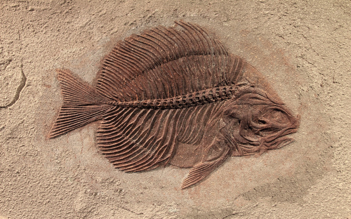 High Quality Fossil Fish Blank Meme Template