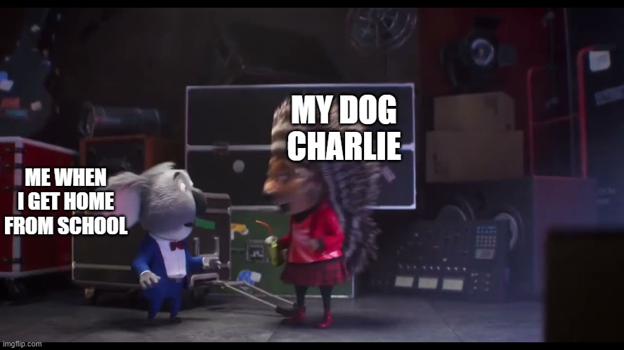 Sing 2 | MY DOG CHARLIE; ME WHEN I GET HOME FROM SCHOOL | image tagged in sing 2 | made w/ Imgflip meme maker