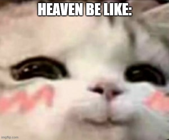 cute cat | HEAVEN BE LIKE: | image tagged in cute cat | made w/ Imgflip meme maker