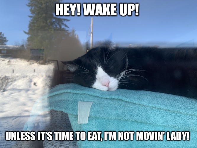 Lazy Cat |  HEY! WAKE UP! UNLESS IT’S TIME TO EAT, I’M NOT MOVIN’ LADY! | image tagged in lazy kitty,sleep,cute cat,tuxedo,eating | made w/ Imgflip meme maker