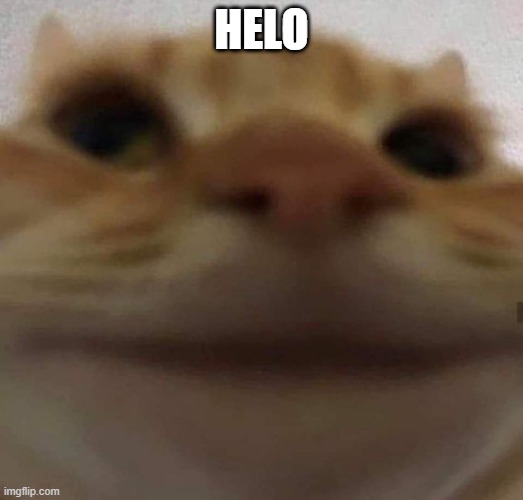 awkward cat | HELO | image tagged in awkward cat | made w/ Imgflip meme maker