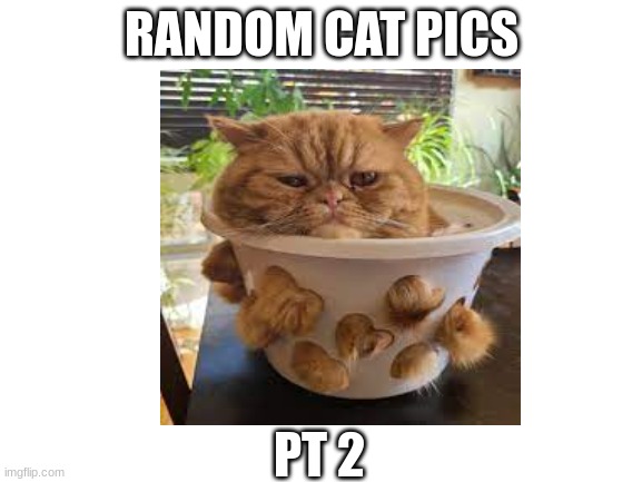 RANDOM CAT PICS; PT 2 | image tagged in cat | made w/ Imgflip meme maker